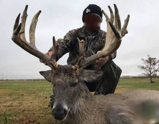 deer5