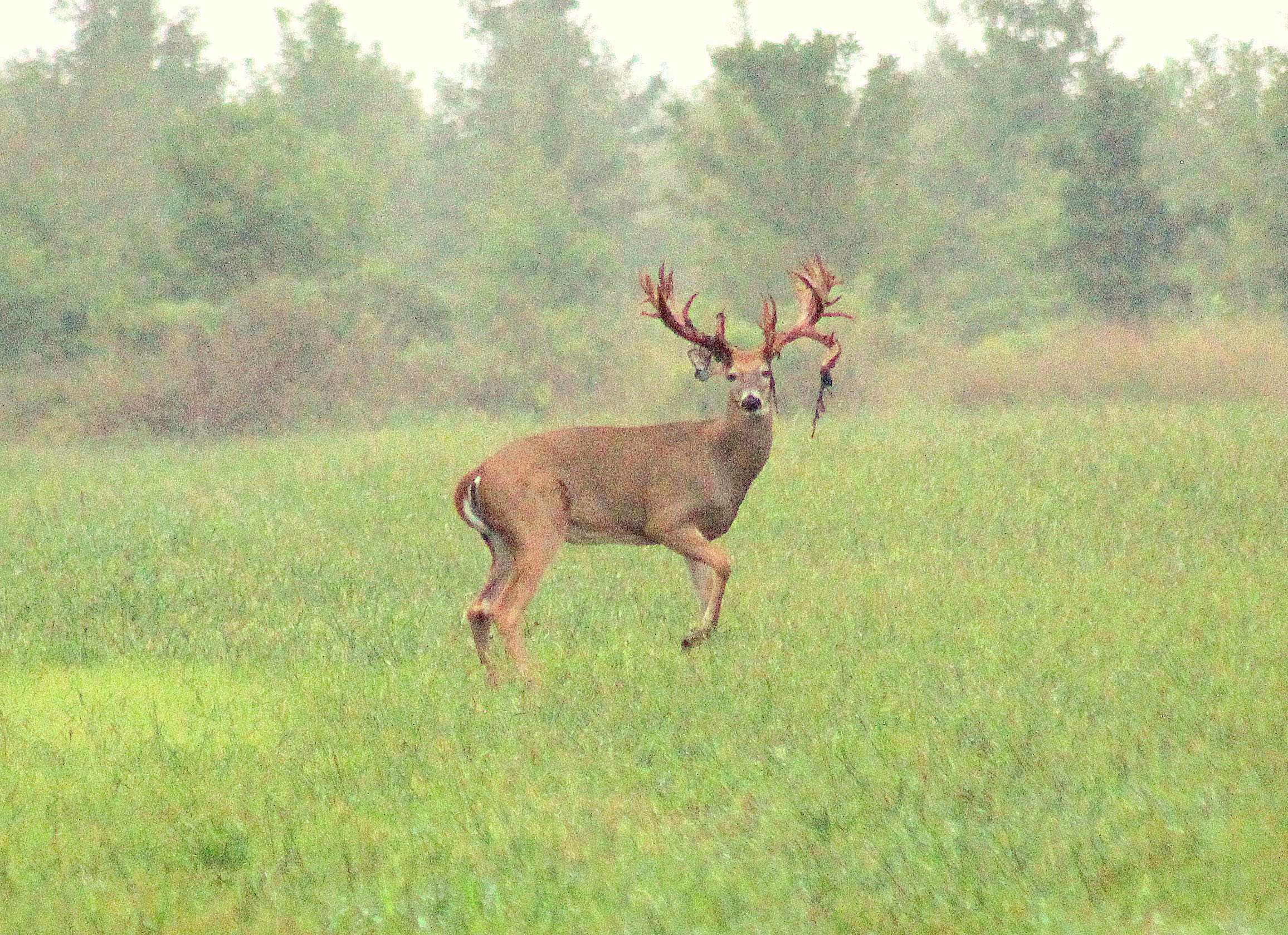 buck